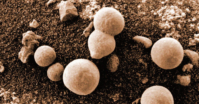 Scientists Claim to Spot Fungus Growing on Mars in NASA Rover Photos "Fungi thrive in radiation intense environments."